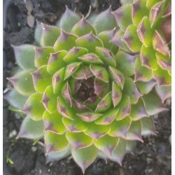 Sempervivum Apple