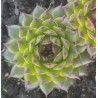 Sempervivum Apple