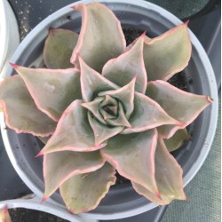 Echeveria Madiba