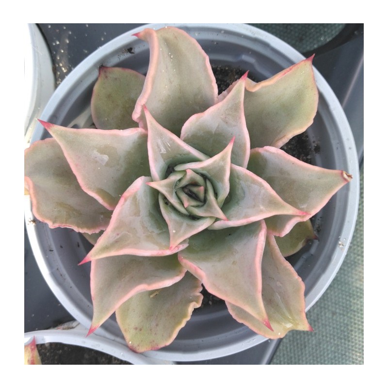 Echeveria Madiba