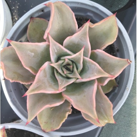 Echeveria Madiba