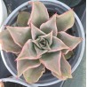 Echeveria Madiba