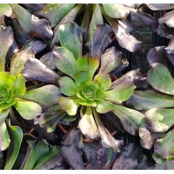 Aeonium Voodoo Big Bang