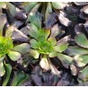 Aeonium Voodoo Big Bang