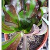 Aeonium Voodoo Big Bang