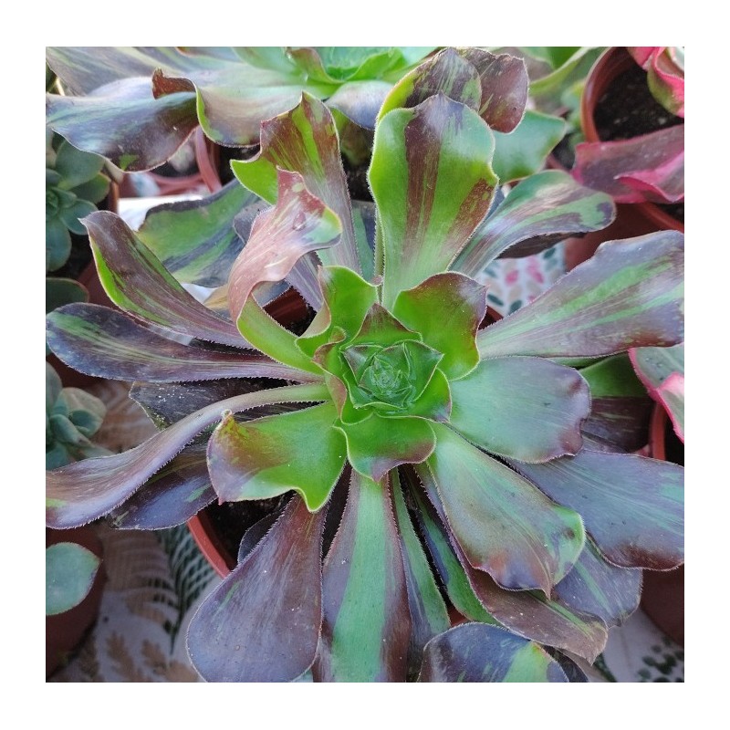 Aeonium Voodoo Big Bang