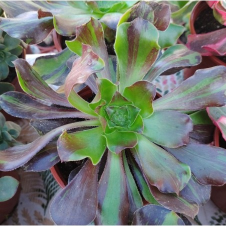 Aeonium Voodoo Big Bang