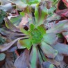 Aeonium Voodoo Big Bang