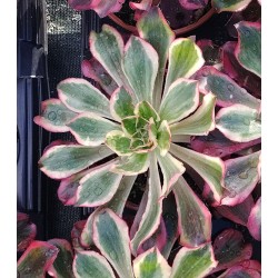 Aeonium Phantom