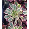 Aeonium Phantom