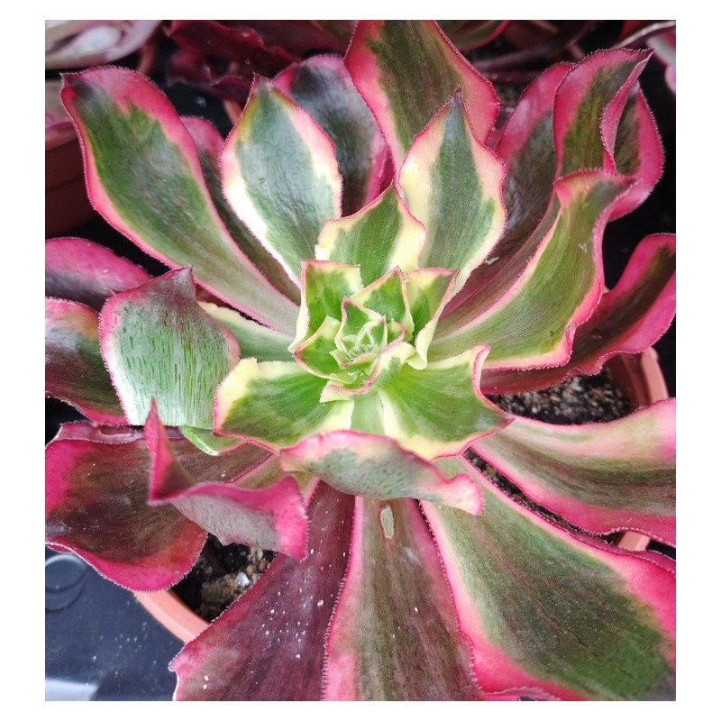 Aeonium Phantom