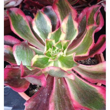 Aeonium Phantom