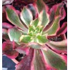 Aeonium Phantom