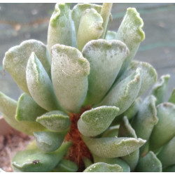 Adromischus cristatus