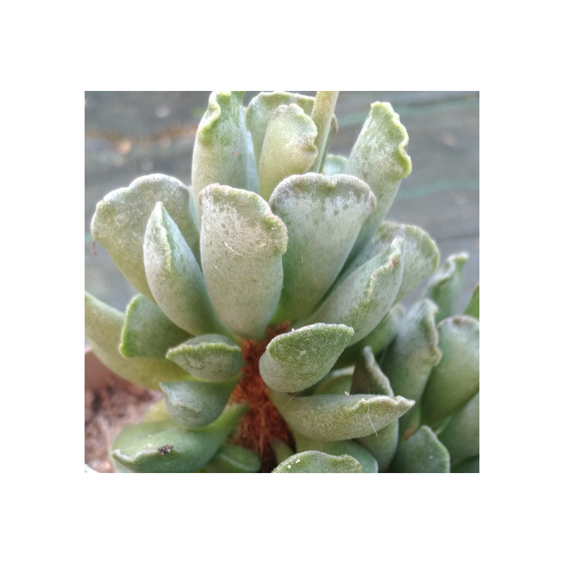 Adromischus cristatus
