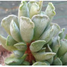 Adromischus cristatus