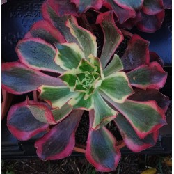 Aeonium Phantom