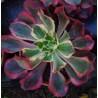Aeonium Phantom