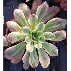 Aeonium Washing Silk