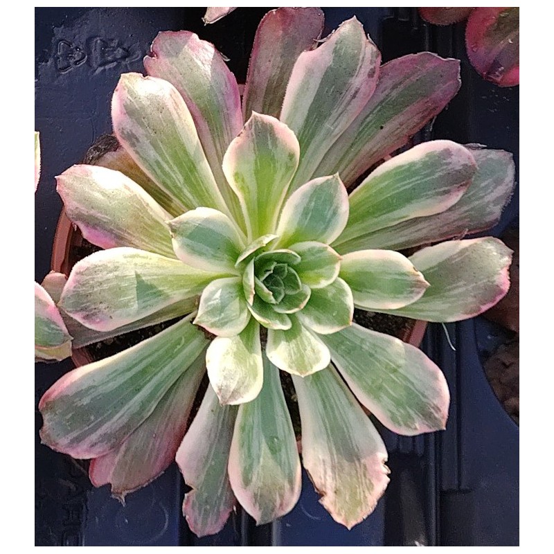 Aeonium Washing Silk