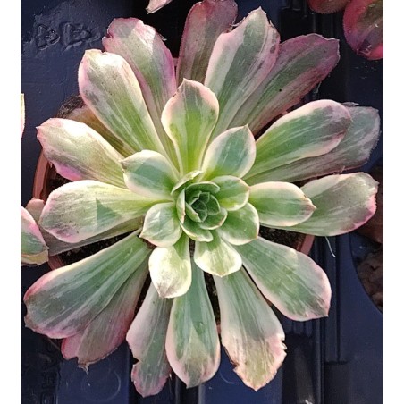 Aeonium Washing Silk