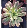 Aeonium Washing Silk