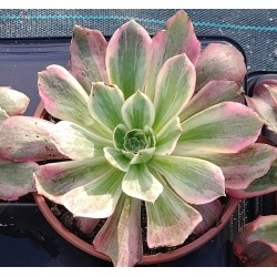 Aeonium Washing Silk