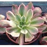 Aeonium Washing Silk