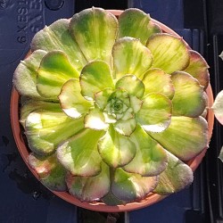 Aeonium Neptune Middle