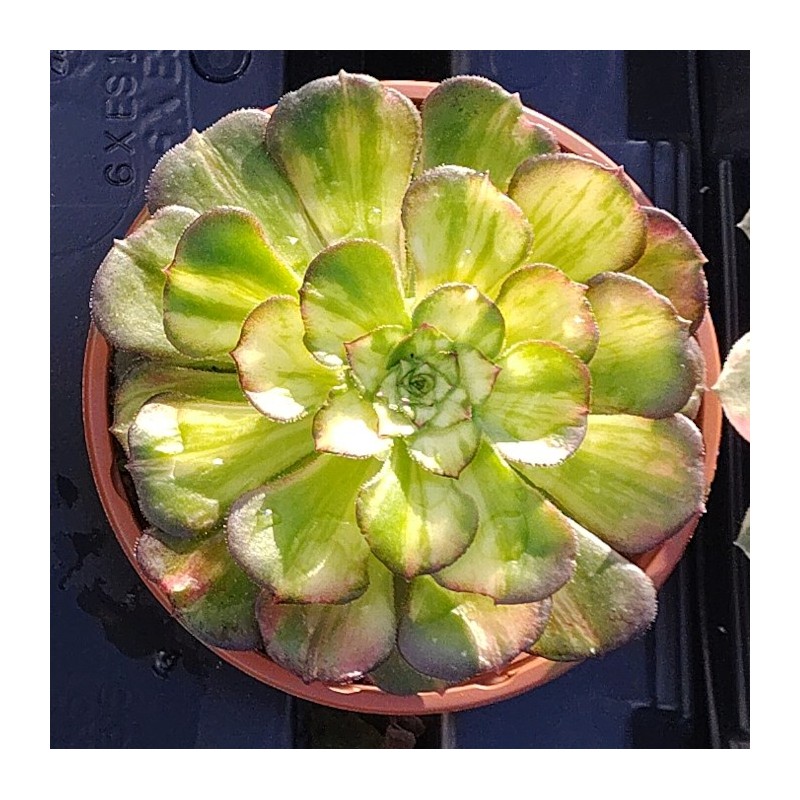 Aeonium Neptune Middle