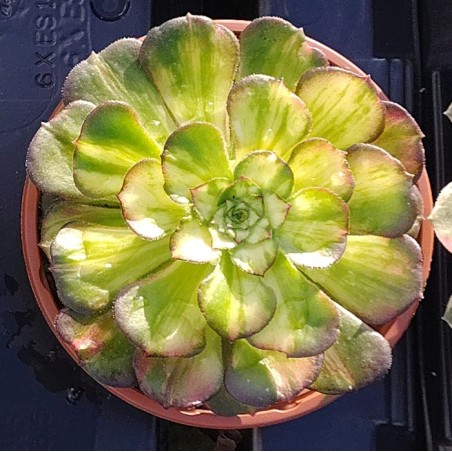 Aeonium Neptune Middle
