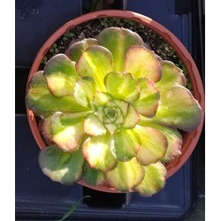 Aeonium Neptune Middle