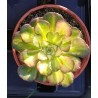 Aeonium Neptune Middle