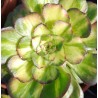 Aeonium Neptune Middle