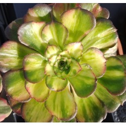 Aeonium Neptune Middle