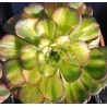 Aeonium Neptune Middle
