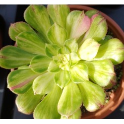 Aeonium Zhifou