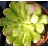 Aeonium Zhifou