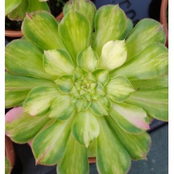 Aeonium Zhifou