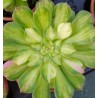 Aeonium Zhifou