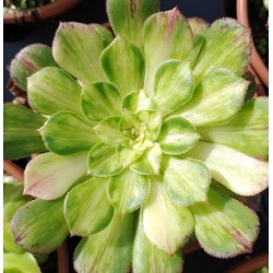 Aeonium Zhifou