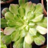 Aeonium Zhifou