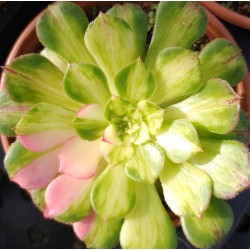Aeonium Zhifou