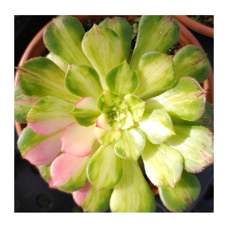 Aeonium Zhifou