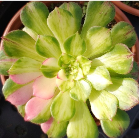 Aeonium Zhifou