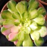 Aeonium Zhifou