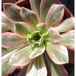 Aeonium Washing Silk