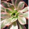 Aeonium Washing Silk