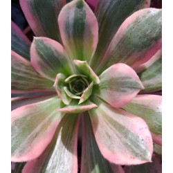 Aeonium Washing Silk