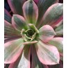 Aeonium Washing Silk